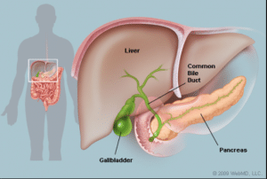 Picture of Gall Bladder